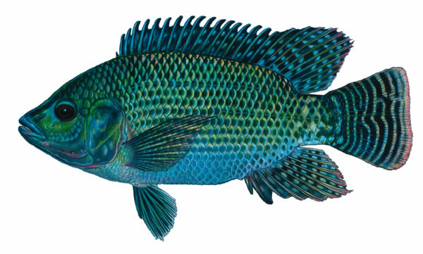 Mercury toxicity kids fish