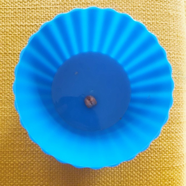 Blue Bowl of roasted chickpeas