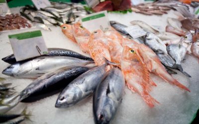 Farmed, Organic, or Wild: The Big Fish Debate